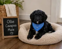 Ollie, a male Cavapoo for sale in Paris, KY – 1 of 4