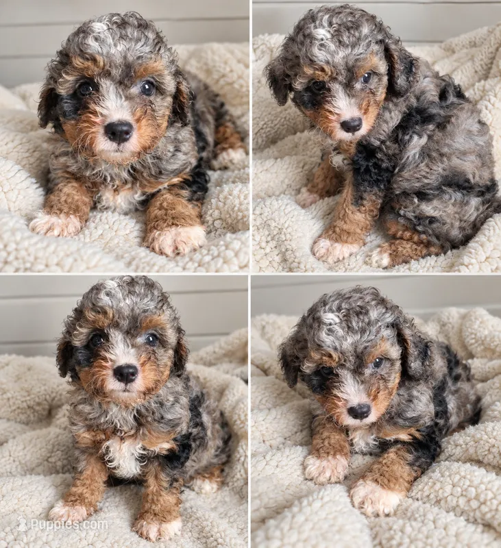Autumn  – Cavapoo puppy for sale in Paris, KY