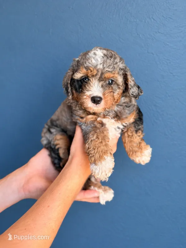 Autumn  – Cavapoo puppy for sale in Paris, KY