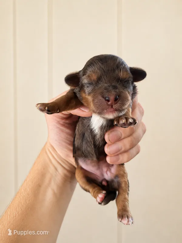 Rosie – Cavapoo puppy for sale in Paris, KY