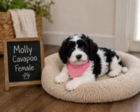 Molly, a female Cavapoo for sale in Paris, KY – 1 of 4