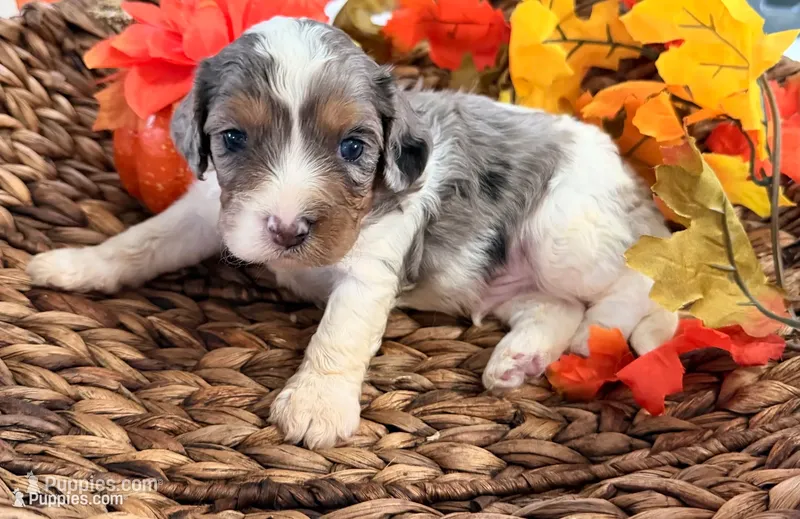 Blue  – Cavalier King Charles Spaniel puppy for sale in Paris, KY