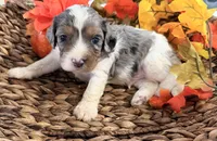 Blue , a male Cavalier King Charles Spaniel for sale in Paris, KY – 5 of 9