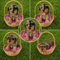 Sunshine, a female Cavapoo for sale in Paris, KY – 2 of 2