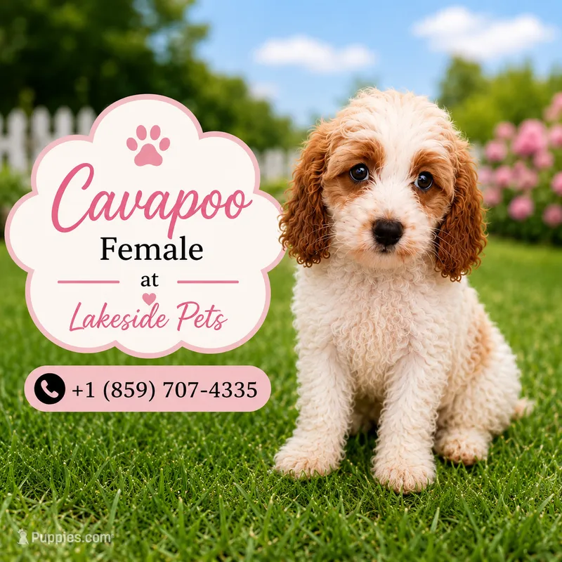 Sassy – Cavapoo puppy for sale in Paris, KY