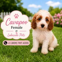 Sassy, a female Cavapoo for sale in Paris, KY – 1 of 1
