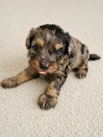 Jake, a male Cavapoo for sale in Paris, KY – 2 of 3