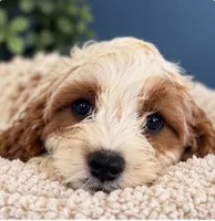 Annabelle, a female Cavapoo for sale in Paris, KY – 2 of 4