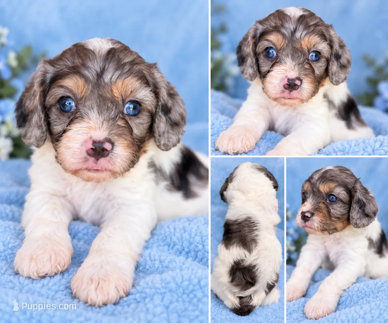 Sapphire  – Cavapoo puppy for sale in Paris, KY
