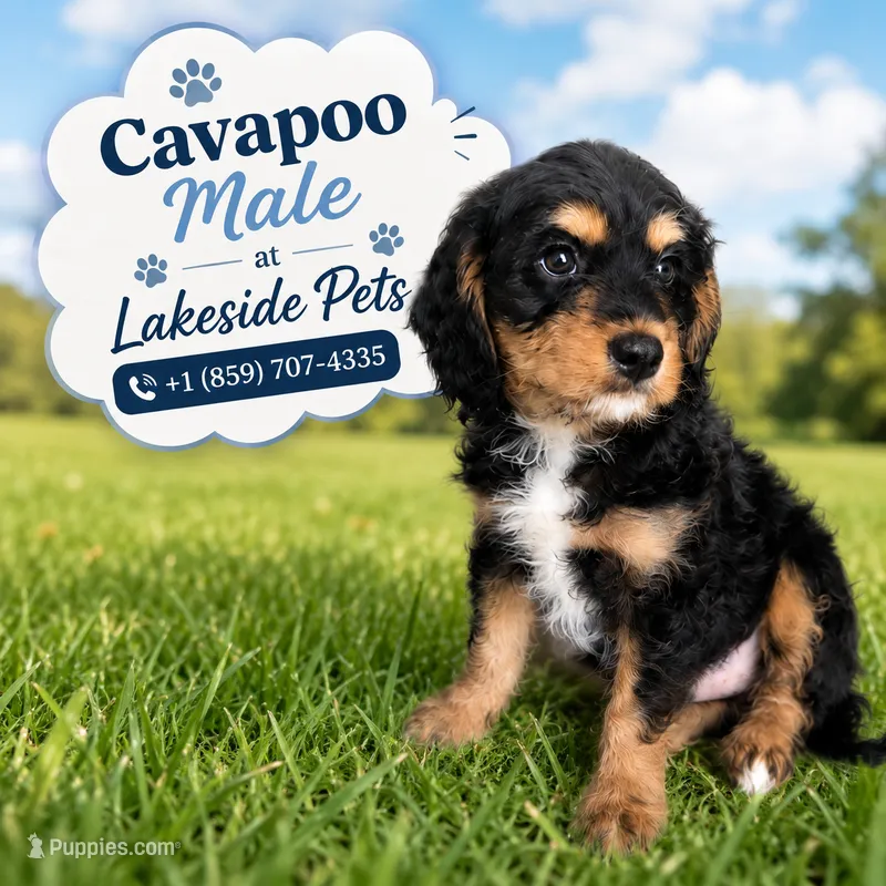 Sampson – Cavapoo puppy for sale in Paris, KY