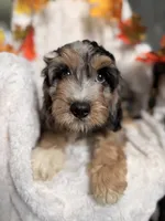 Ted , a male Cavapoo for sale in Paris, KY – 3 of 3