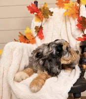 Ted , a male Cavapoo for sale in Paris, KY – 2 of 3