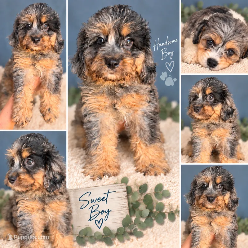 Jake – Cavapoo puppy for sale in Paris, KY