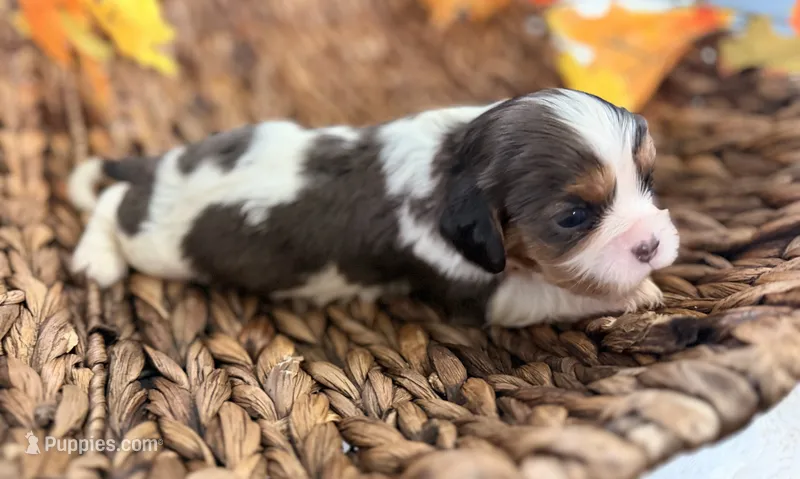 Chip  – Cavalier King Charles Spaniel puppy for sale in Paris, KY