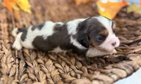 Chip , a male Cavalier King Charles Spaniel for sale in Paris, KY – 1 of 10
