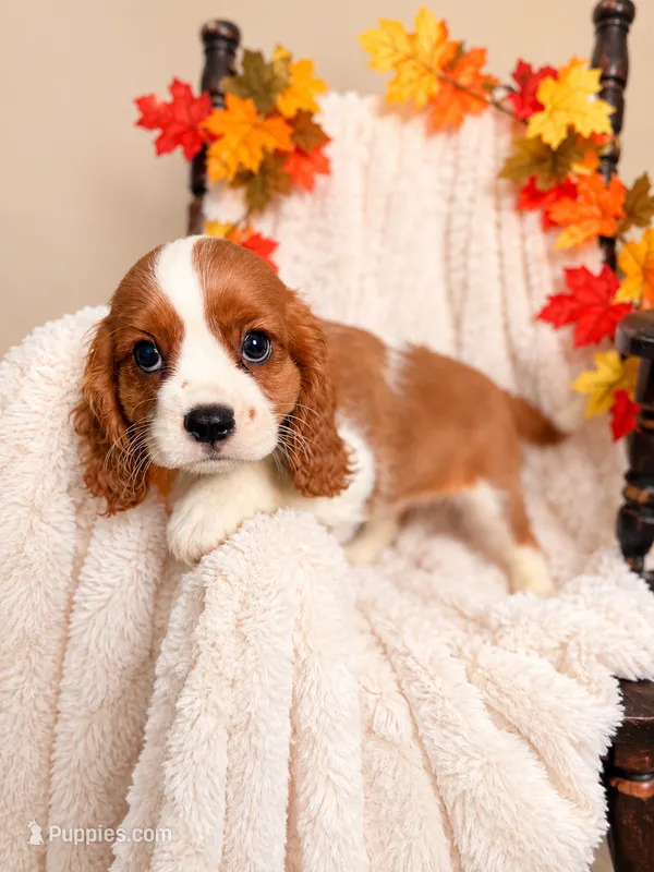 Rusty – Cavalier King Charles Spaniel puppy for sale in Paris, KY