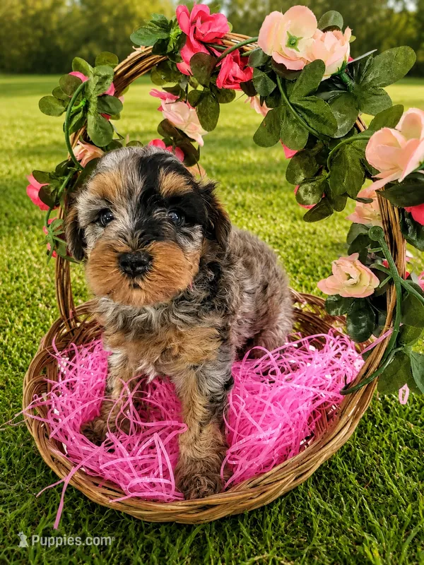 Sunshine – Cavapoo puppy for sale in Paris, KY
