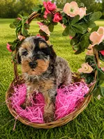 Sunshine, a female Cavapoo for sale in Paris, KY – 1 of 2