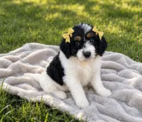 Daisy, a female Miniature Goldendoodle for sale in Paris, KY – 1 of 4
