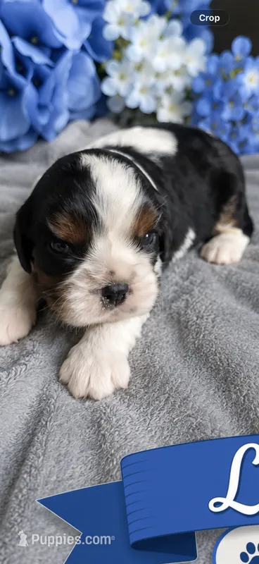 Joe  – Cavalier King Charles Spaniel puppy for sale in Paris, KY