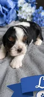 Joe , a male Cavalier King Charles Spaniel for sale in Paris, KY – 1 of 2