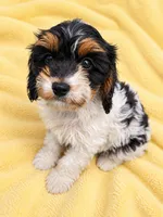 Summer, a female Cavapoo for sale in Paris, KY – 1 of 1