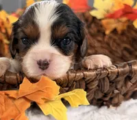 Chip , a male Cavalier King Charles Spaniel for sale in Paris, KY – 8 of 10