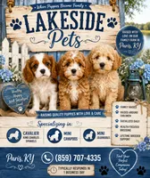 Ollie, a male Cavapoo for sale in Paris, KY – 2 of 4