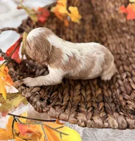 Memphis , a male Cavalier King Charles Spaniel for sale in Paris, KY – 6 of 9