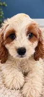Annabelle, a female Cavapoo for sale in Paris, KY – 4 of 4