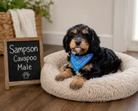 Sampson, a male Cavapoo for sale in Paris, KY – 1 of 3