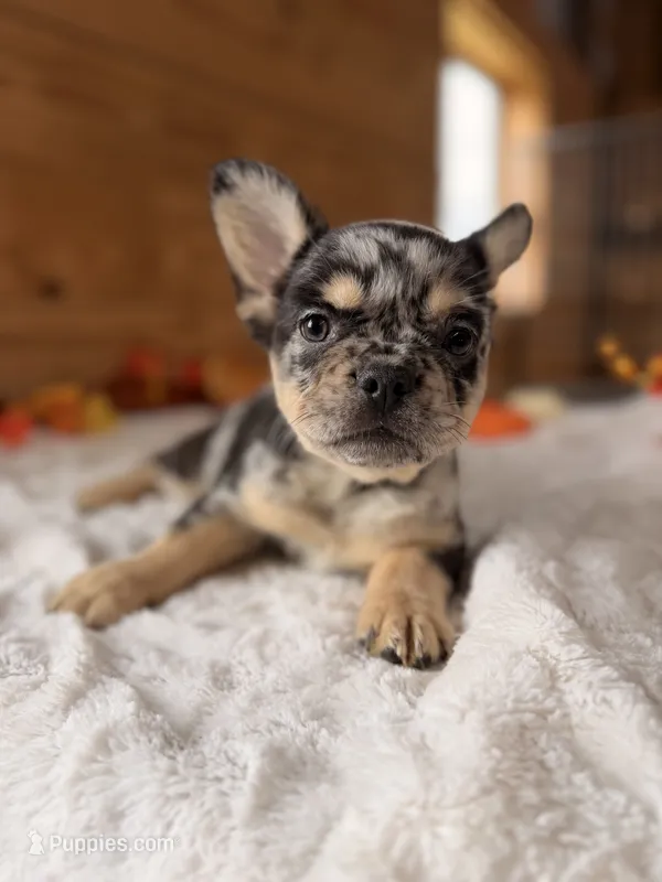Mabel – French Bulldog puppy for sale in Paris, KY
