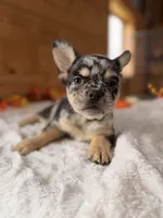 Mabel, a female French Bulldog for sale in Paris, KY – 1 of 6