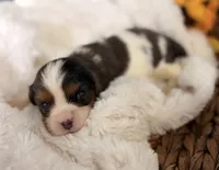 Chip , a male Cavalier King Charles Spaniel for sale in Paris, KY – 2 of 10