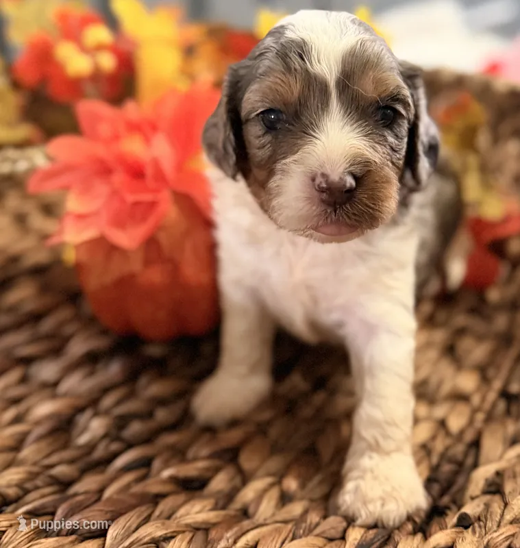 Blue  – Cavalier King Charles Spaniel puppy for sale in Paris, KY
