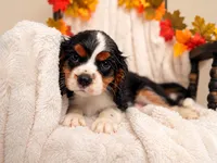Joe , a male Cavalier King Charles Spaniel for sale in Paris, KY – 1 of 3