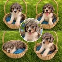 Cooper, a male Cavapoo for sale in Paris, KY – 3 of 3