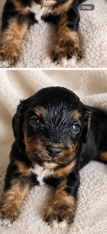 Tilly – Cavapoo puppy for sale in Paris, KY