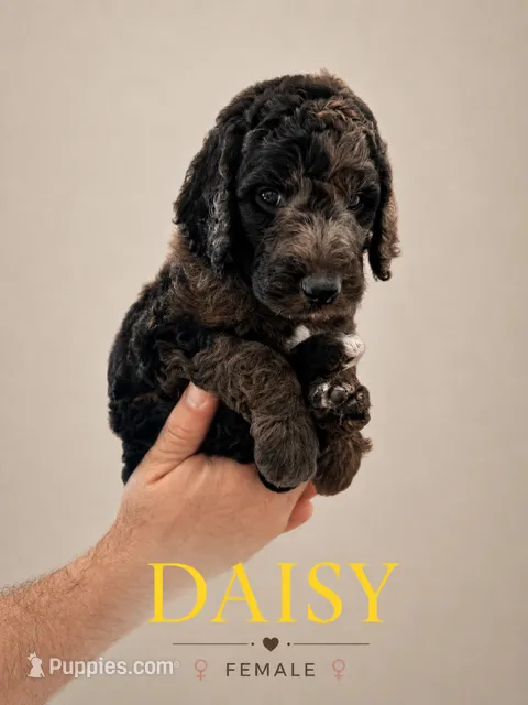 Daisy – Poodle - Standard  puppy for sale in Hondo, TX