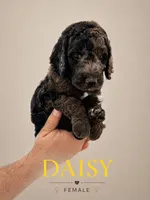 Daisy, a female Poodle - Standard  for sale in Hondo, TX – 1 of 3