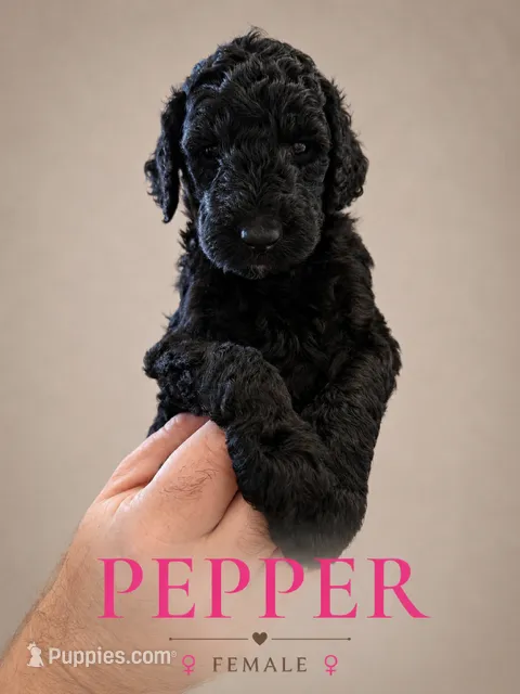 Pepper – Poodle - Standard  puppy for sale in Hondo, TX