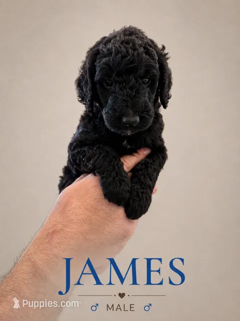 James  – Poodle - Standard  puppy for sale in Hondo, TX