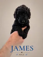 James , a male Poodle - Standard  for sale in Hondo, TX – 1 of 3