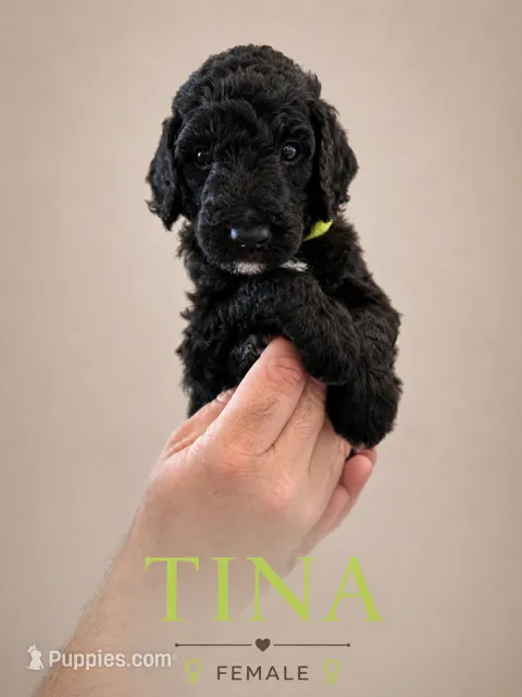Tina – Poodle - Standard  puppy for sale in Hondo, TX