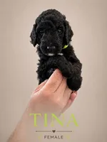 Tina, a female Poodle - Standard  for sale in Hondo, TX – 1 of 3