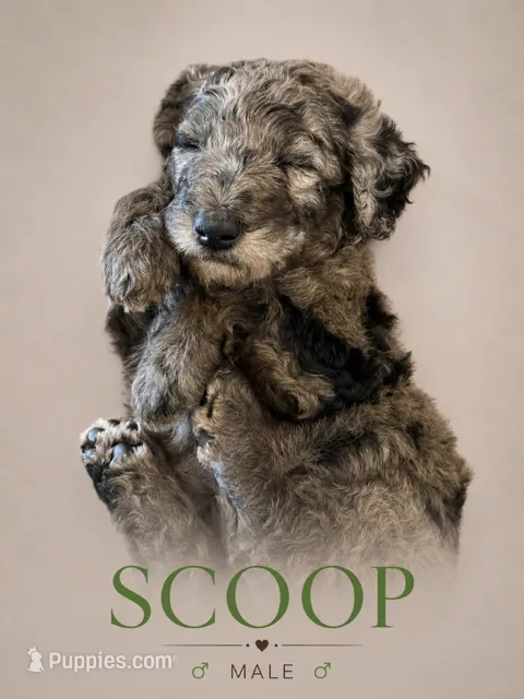 Scoop  – Poodle - Standard  puppy for sale in Hondo, TX