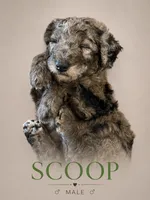 Scoop , a male Poodle - Standard  for sale in Hondo, TX – 1 of 3