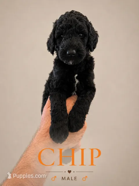 Chip – Poodle - Standard  puppy for sale in Hondo, TX