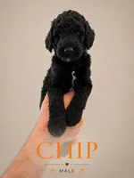 Chip, a female Poodle - Standard  for sale in Hondo, TX – 1 of 3