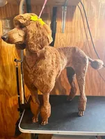 Daisy, a female Poodle - Standard  for sale in Hondo, TX – 2 of 3